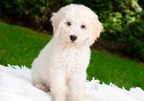hypoallergenic kid friendly dogs